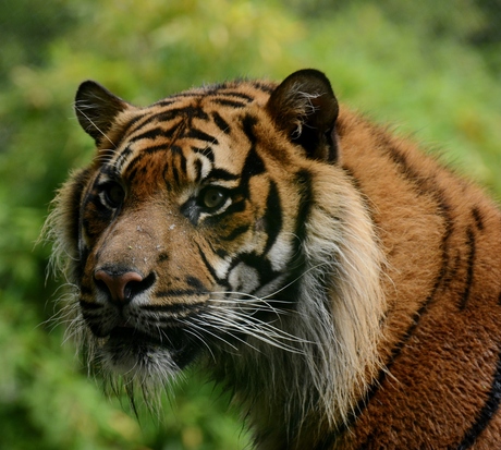 Sumatraanse tijger