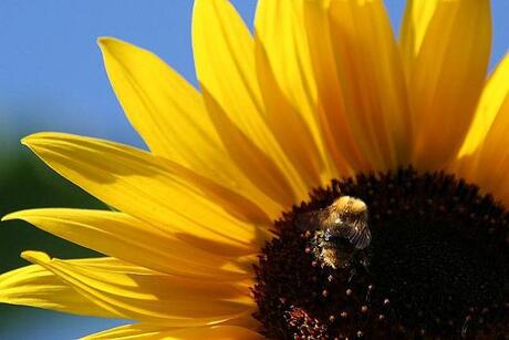 Hommel en zonnebloem