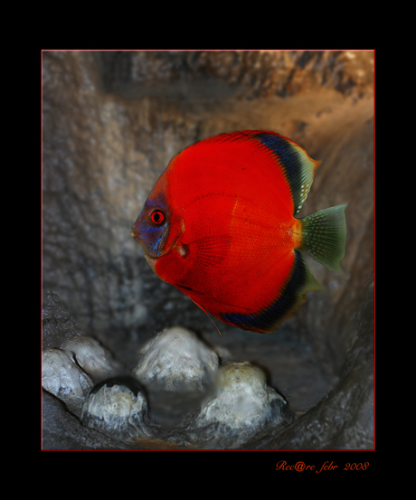 Discus nieuwe kleuren