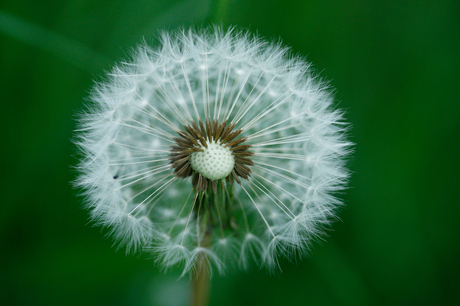 Paardebloem macro