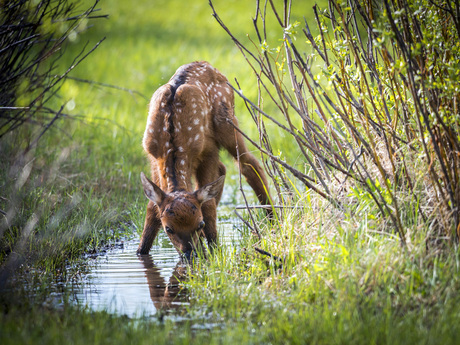 Bambi