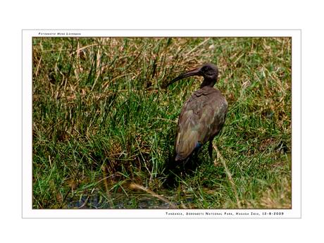 Hadada Ibis