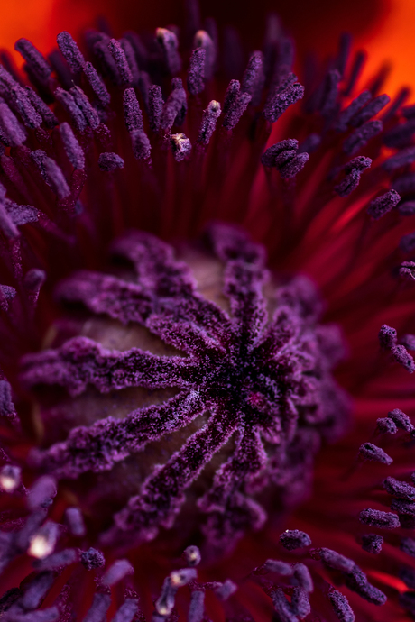 Papaver orientale 'Rembrandt'