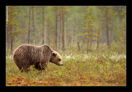 Finland: Bruine beer in het landschap