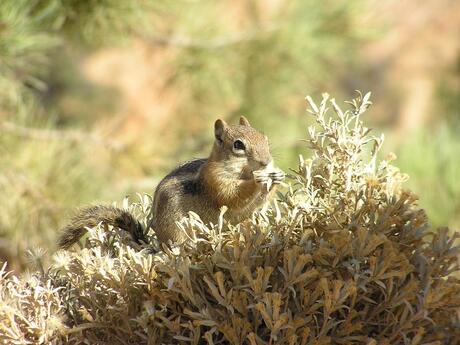 Chipmunk in Bryce Canyon (VS)