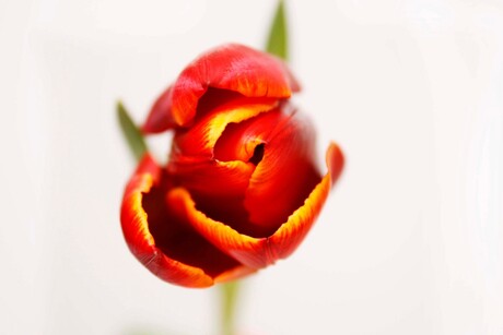 red tulp