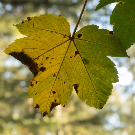 Herfstblad...