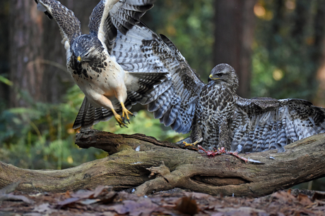 Buizerd