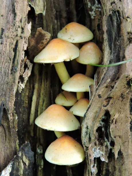 Paddestoelen zoeken beschutting