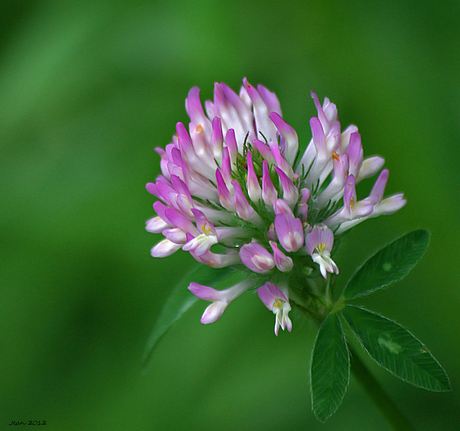 Une fleur