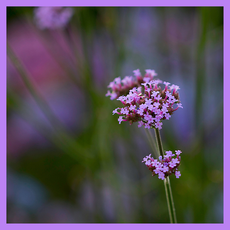 Paars en Roze