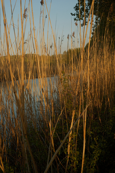 Riet in de Ooijpolder