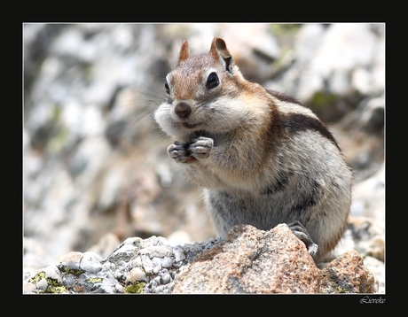 smiling squirrel