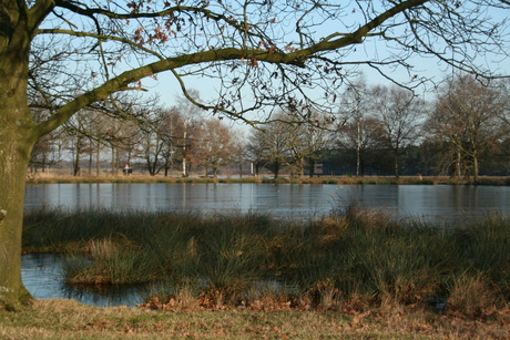 dwingelerveld
