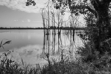 biesbosch