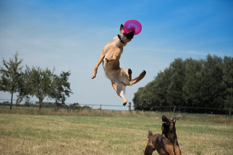 fun met de frisbee