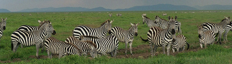 zebra's, zebra's en nog eens zebra's