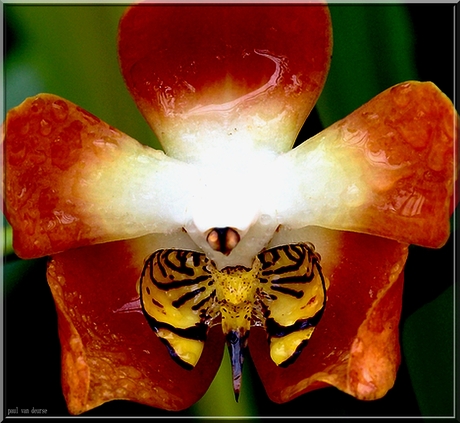 vlinder of orgie?