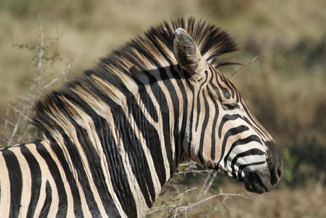 Zebra