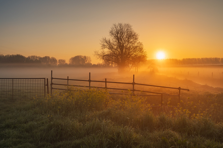 Zon en mist