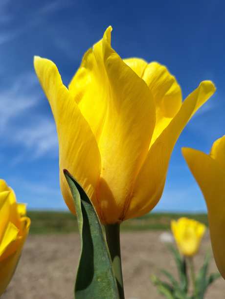 De laatste mooie tulp op het land