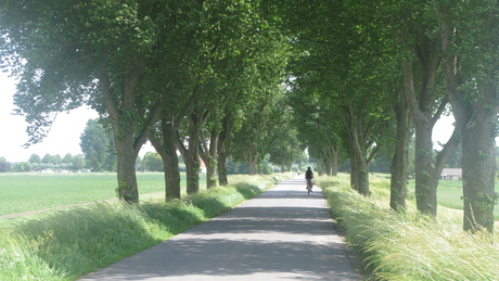 Weggetje met bomen