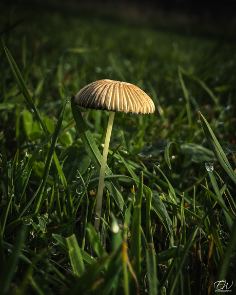 Klein wondertje in het groen