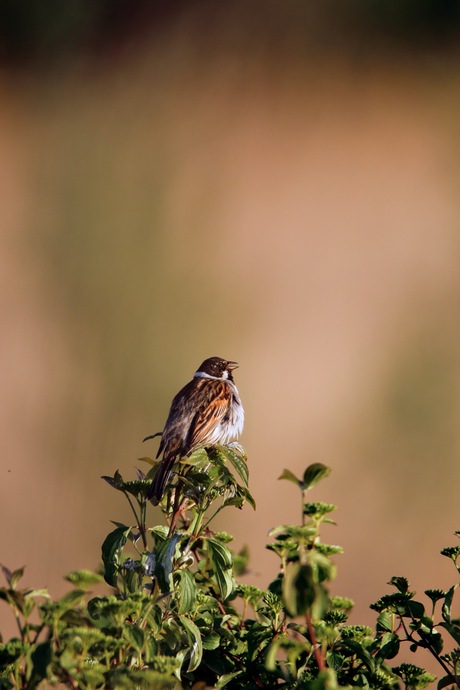 Rietgors in de avondzon