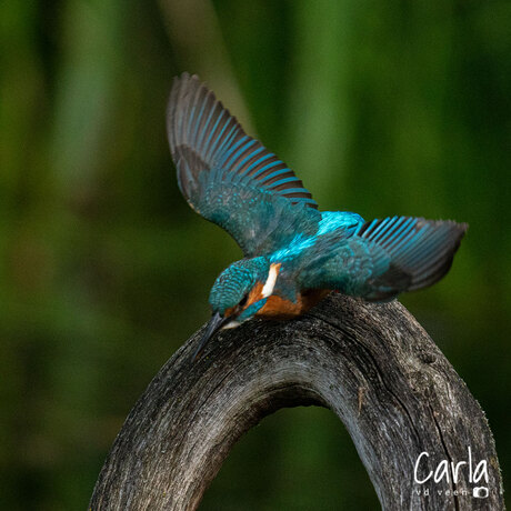 ijsvogel neemt een duik