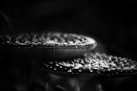 Innige omhelzing van paddestoelen