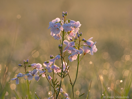 Pinksterbloemen in ochtendzon
