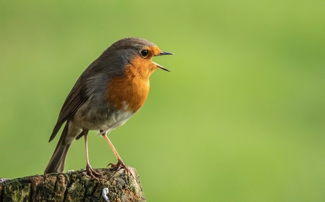 Roodborst