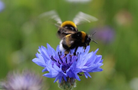 Hommels wisselen elkaar af op de bloemen