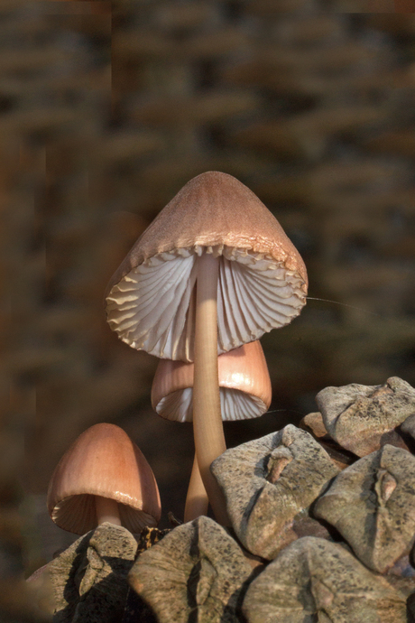 mycena