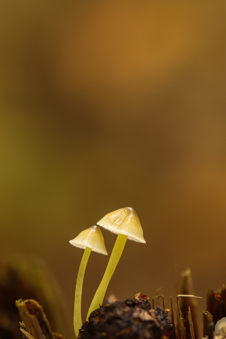 Dennenkleefsteelmycena