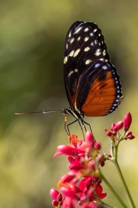 Heliconius hecale