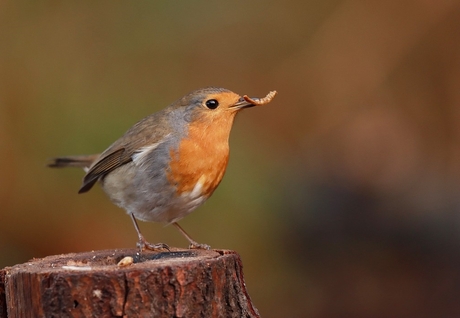 roodborst