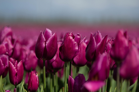 Tulpen in Flevoland