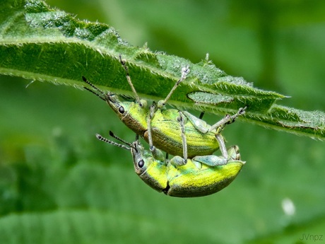 Groene Distelsnuitkevers