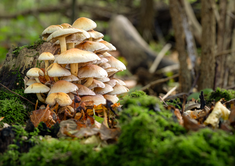 Berg van Paddenstoelen