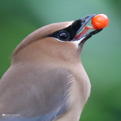 Pestvogel