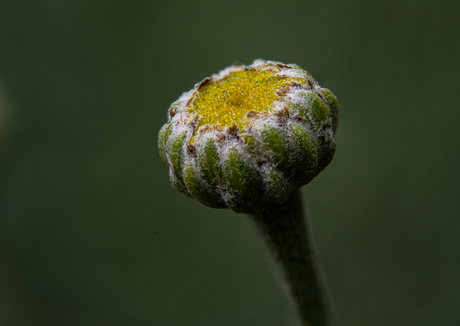 Drama en de knop