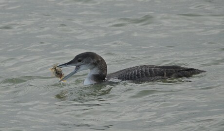 IJsduiker met visje.