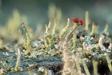 Rode Heidelucifer (Cladonia floerkeana)