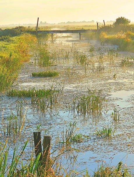 Fries slootje in het morgenlicht
