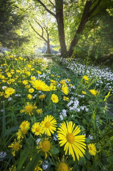 Lentebloemen in het bos