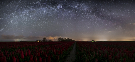 Tulpen onder de melkweg