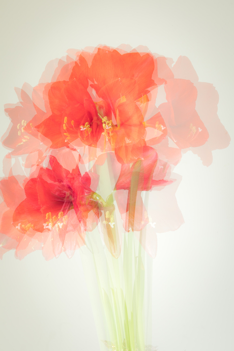 Amaryllis uit zijn bol gaan