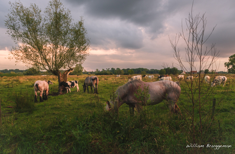 samen in de wei