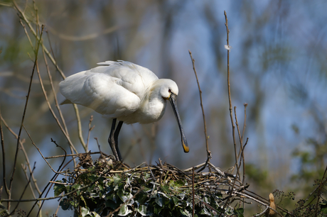 Waken over de eieren